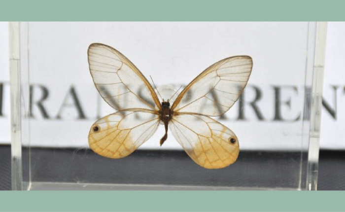 Friday Poem – ‘VII’ from Batu-Angas, Anne&nbsp;Cluysenaar